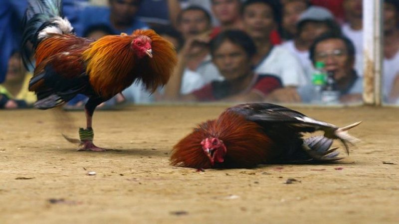 Cược đá gà không còn là trò chơi xa lạ đối với nhiều người yêu thích thể loại giải trí này. Cược đá gà không còn là trò chơi xa lạ đối với nhiều người yêu thích thể loại giải trí này.