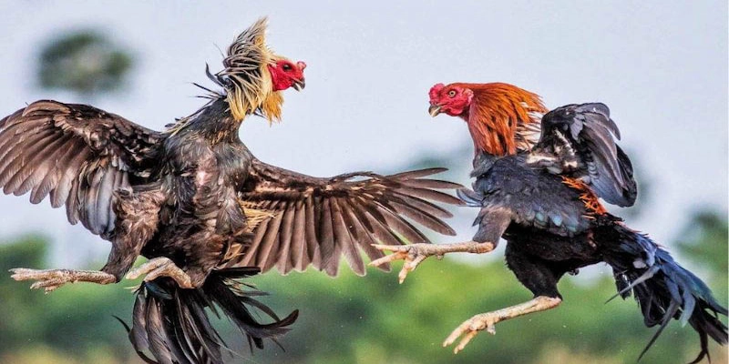 Gà chiến Thomo tại 79king không chỉ là một trò chơi giải trí đơn thuần mà còn là một nền tảng văn hóa Gà chiến Thomo tại 79king không chỉ là một trò chơi giải trí đơn thuần mà còn là một nền tảng văn hóa
