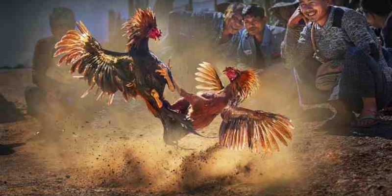 Khi nhắc đến đá gà trực tuyến tại Việt Nam, 79king chắc chắn là một trong những cái tên nổi bật nhất