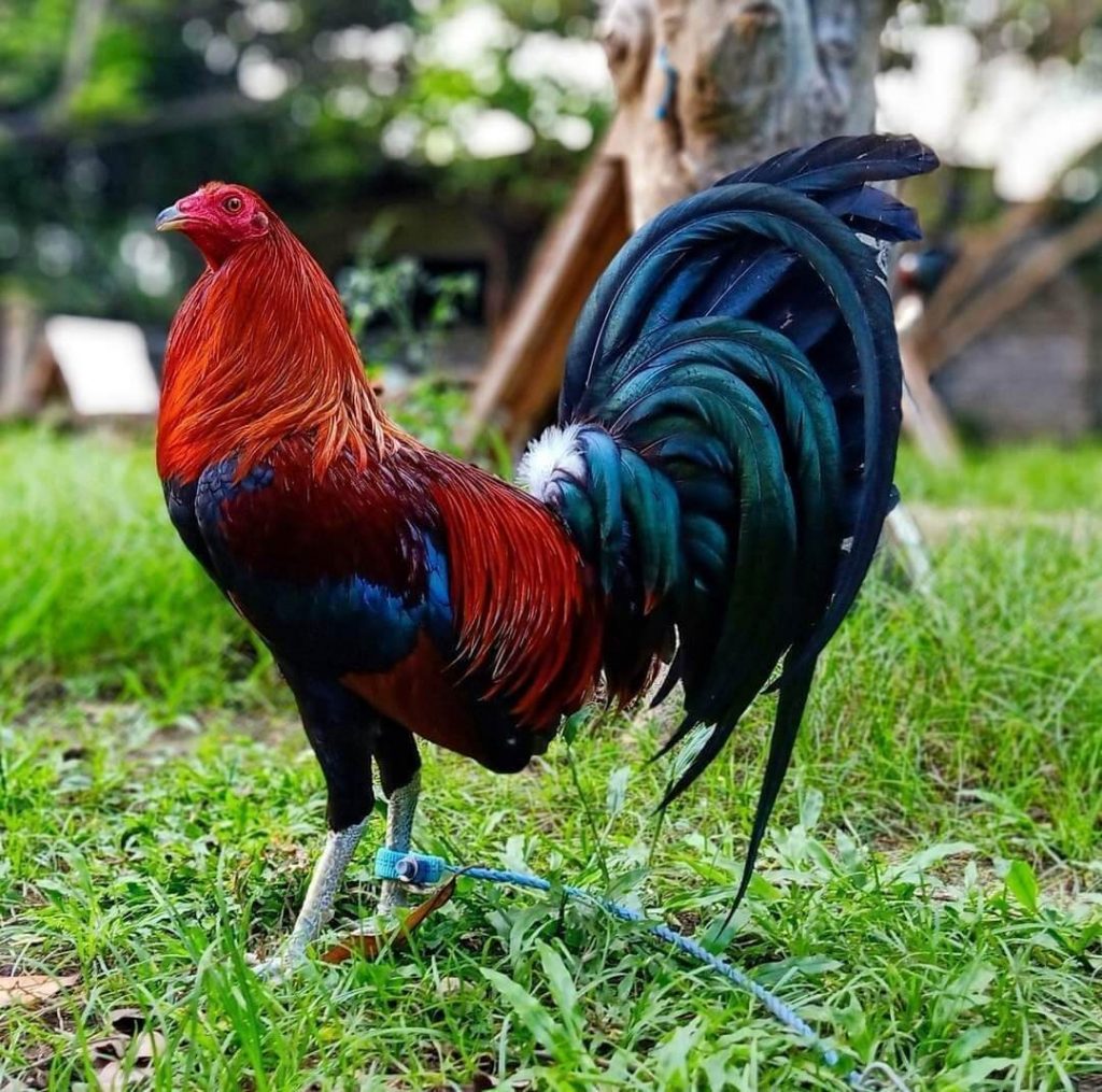 Việc tìm hiểu về các giống gà như gà nòi, gà mỹ, gà cựa sắt rất được quan tâm Việc tìm hiểu về các giống gà như gà nòi, gà mỹ, gà cựa sắt rất được quan tâm